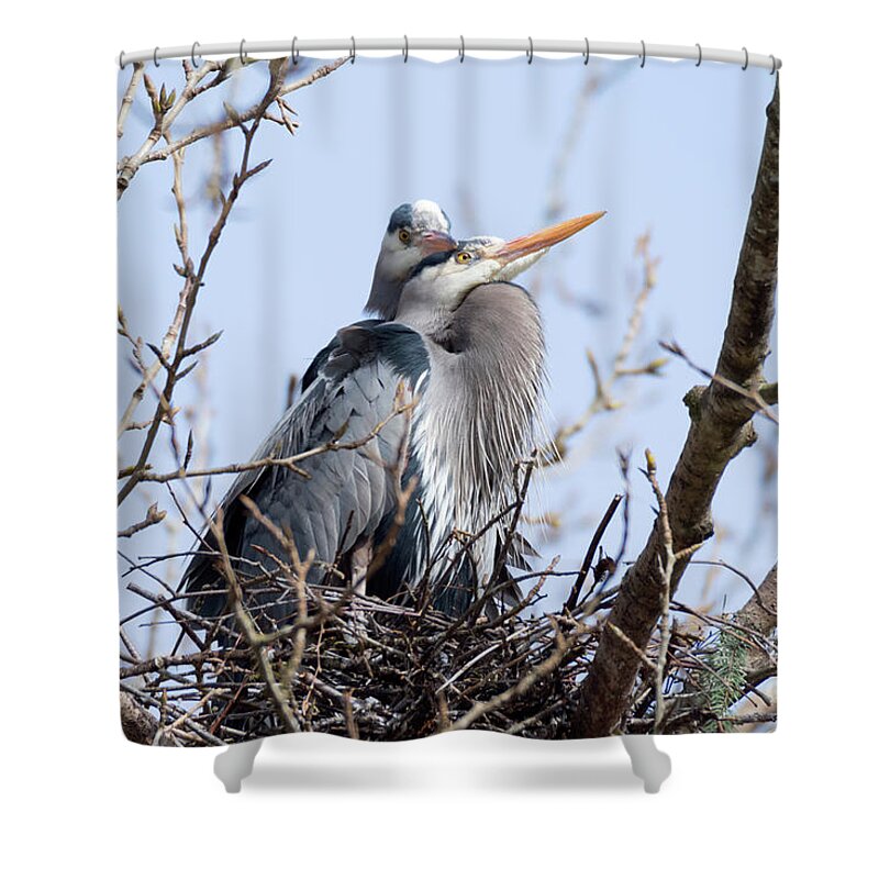 Kmaphoto Shower Curtain featuring the photograph Herons in Love by Kristine Anderson