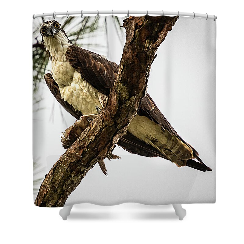 Osprey Shower Curtain featuring the photograph Hi There, Can I Help You by Kevin Senter