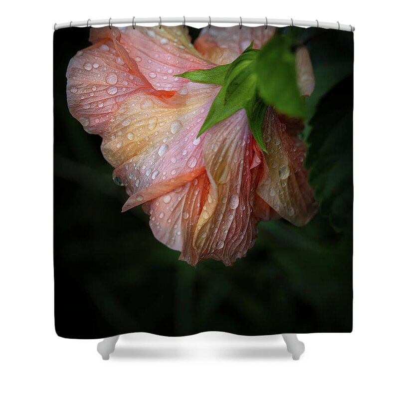 Bloom Shower Curtain featuring the photograph Hibiscus After Rain by M Kathleen Warren