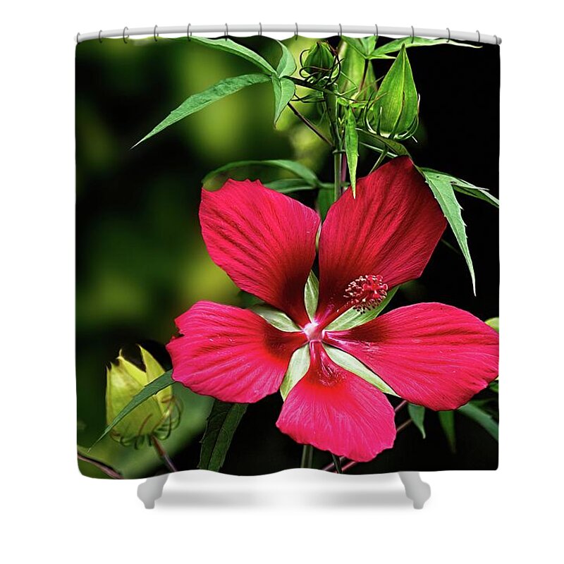 Landscape Shower Curtain featuring the digital art Hibiscus Coccineus by Ed Stines