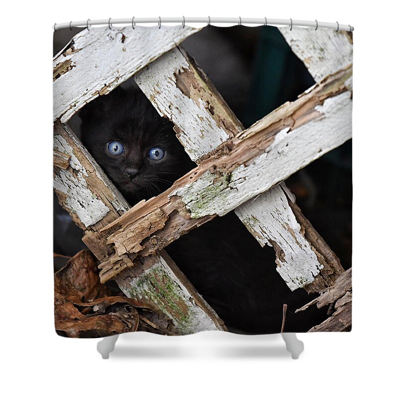 Cat Shower Curtain featuring the photograph Hidden by DArcy Evans