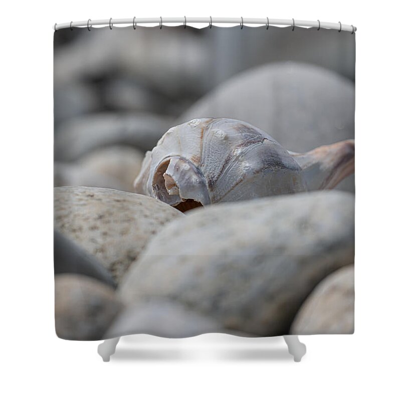 Shell Shower Curtain featuring the photograph Hiding in Plain Sight by Linda Bonaccorsi