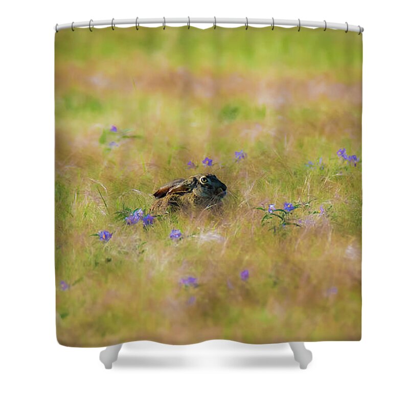 Jackrabbit Shower Curtain featuring the photograph Hiding in Plain Sight by Pam Rendall