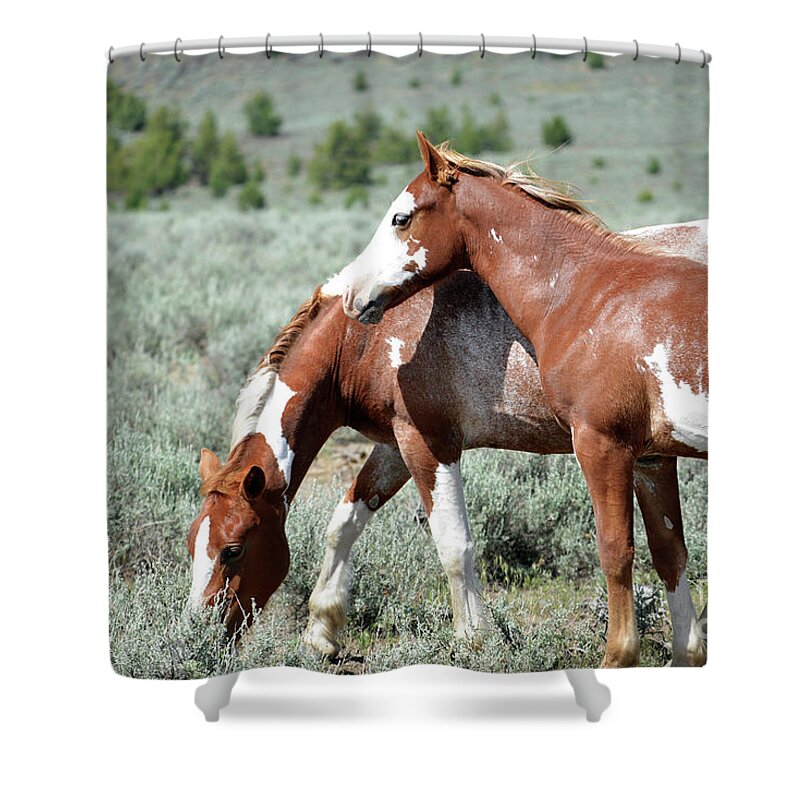 Denise Bruchman Photography Shower Curtain featuring the photograph High Country Paints by Denise Bruchman