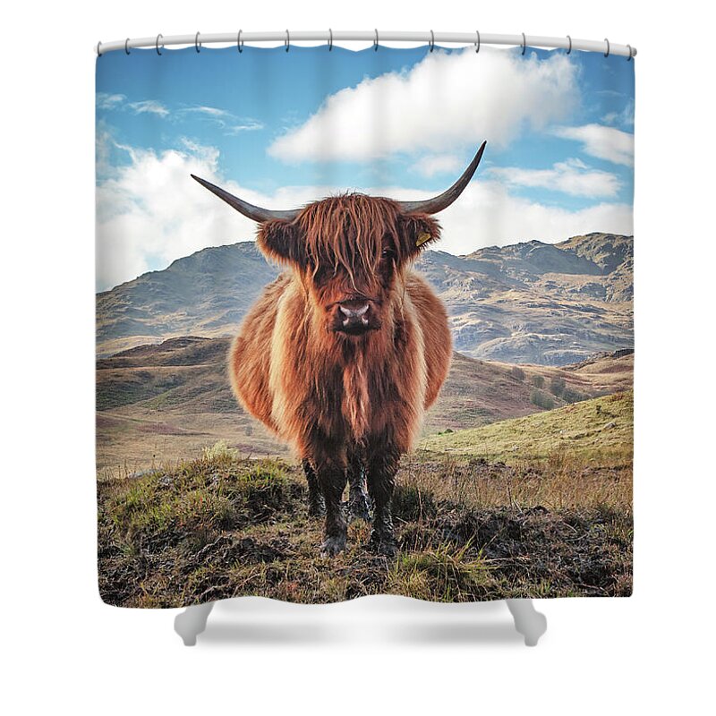 Highland Cow Shower Curtain featuring the photograph Highland Cow Loch Lomond and Trossachs Park by Grant Glendinning