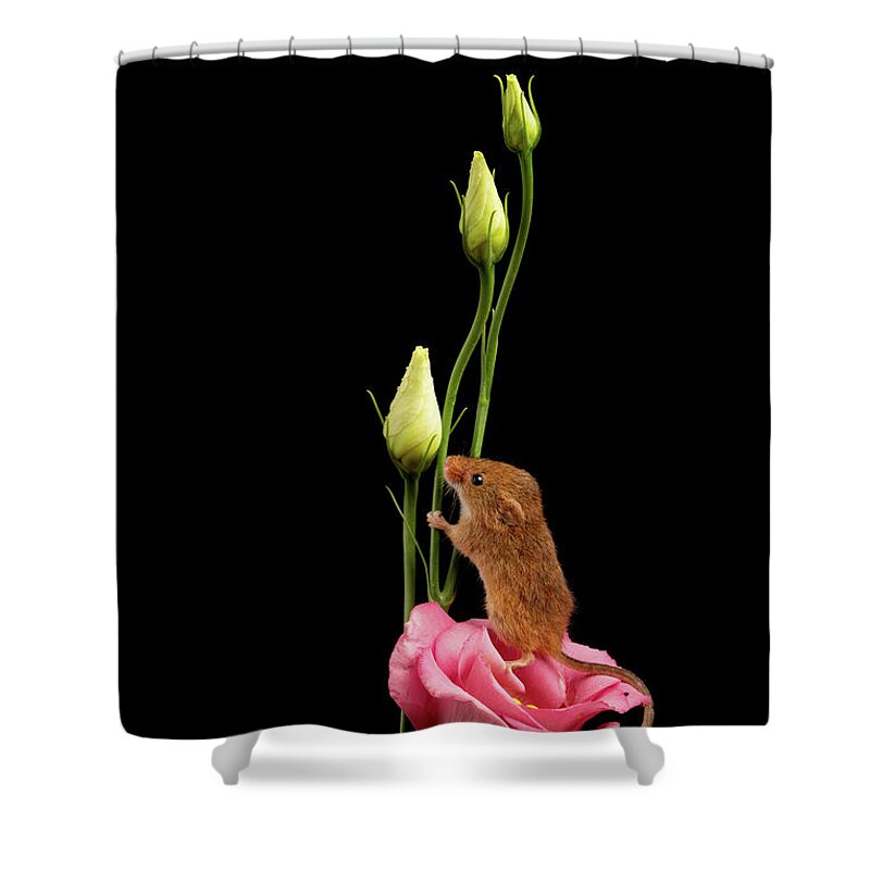 Harvest Shower Curtain featuring the photograph Hm-1494 by Miles Herbert