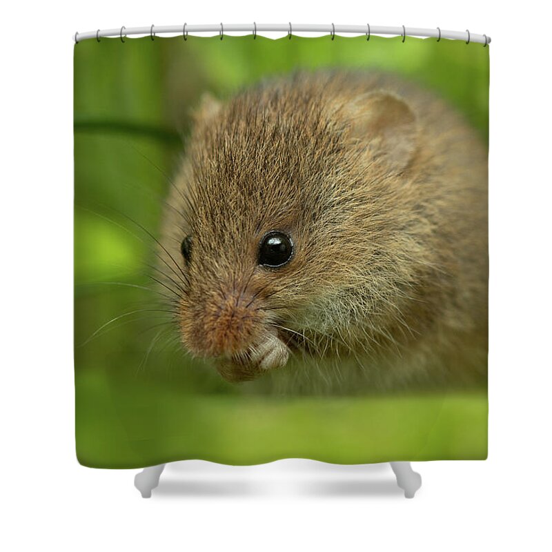 Harvest Shower Curtain featuring the photograph Hm-2960 by Miles Herbert