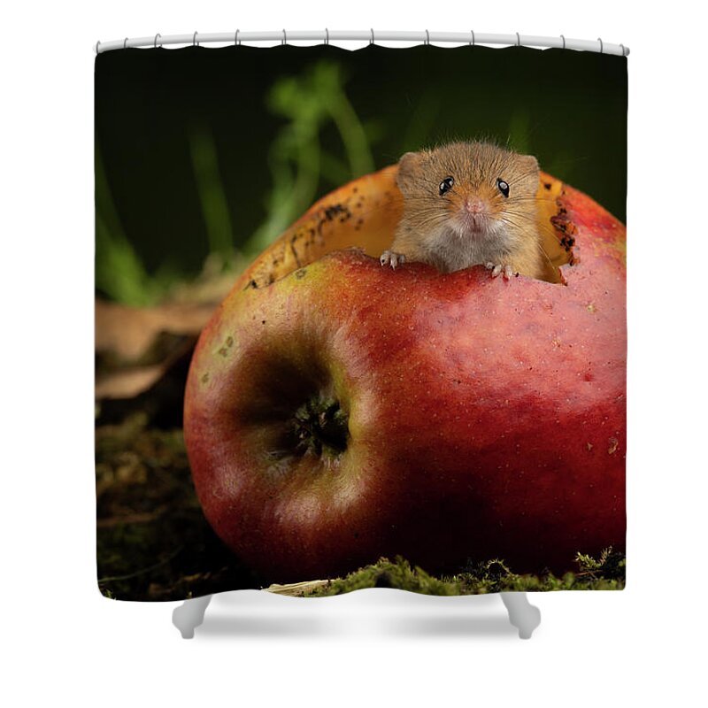 Harvest Shower Curtain featuring the photograph Hm_2355 by Miles Herbert