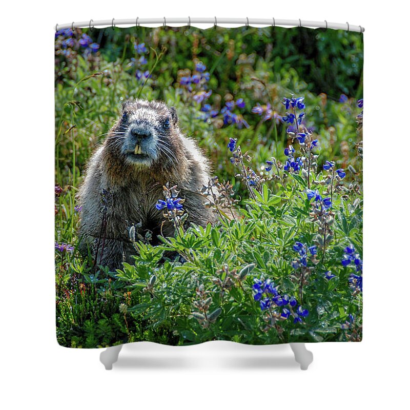 Hoary Marmot Shower Curtain featuring the photograph Hoary Marmot in Subalpine Lupine #1 by Nancy Gleason