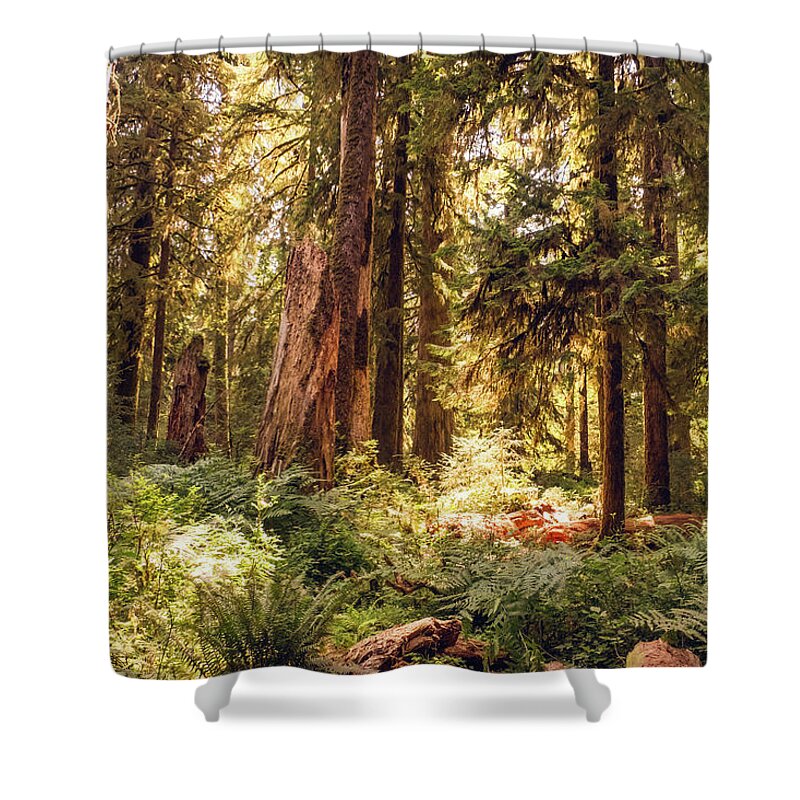 Washington Shower Curtain featuring the photograph Hoh Forest #2 by Alberto Zanoni