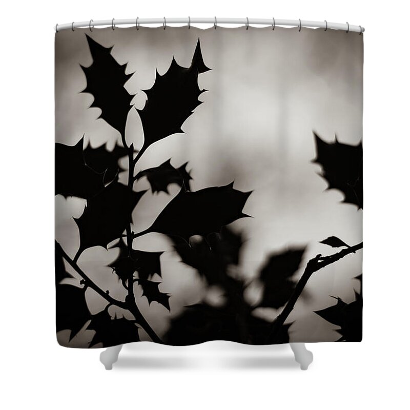 Holly Shower Curtain featuring the photograph Holly by Gavin Lewis