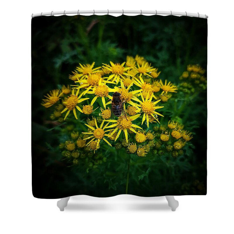 Yellow Flowers Shower Curtain featuring the photograph Honey Bee on Ragworth by Mark Callanan