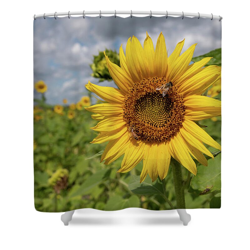 Sunflower Shower Curtain featuring the photograph Honeybee on Sunflower by Carolyn Hutchins