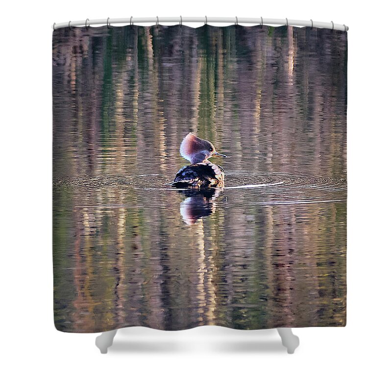 Harle Couronné Shower Curtain featuring the photograph Hooded Merganser At The Golden Hour by Carl Marceau