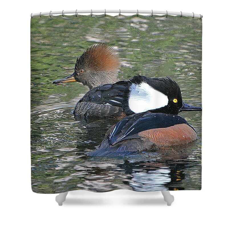 Hooded Merganser Shower Curtain featuring the photograph Hooded Merganser Pair by Jerry Griffin