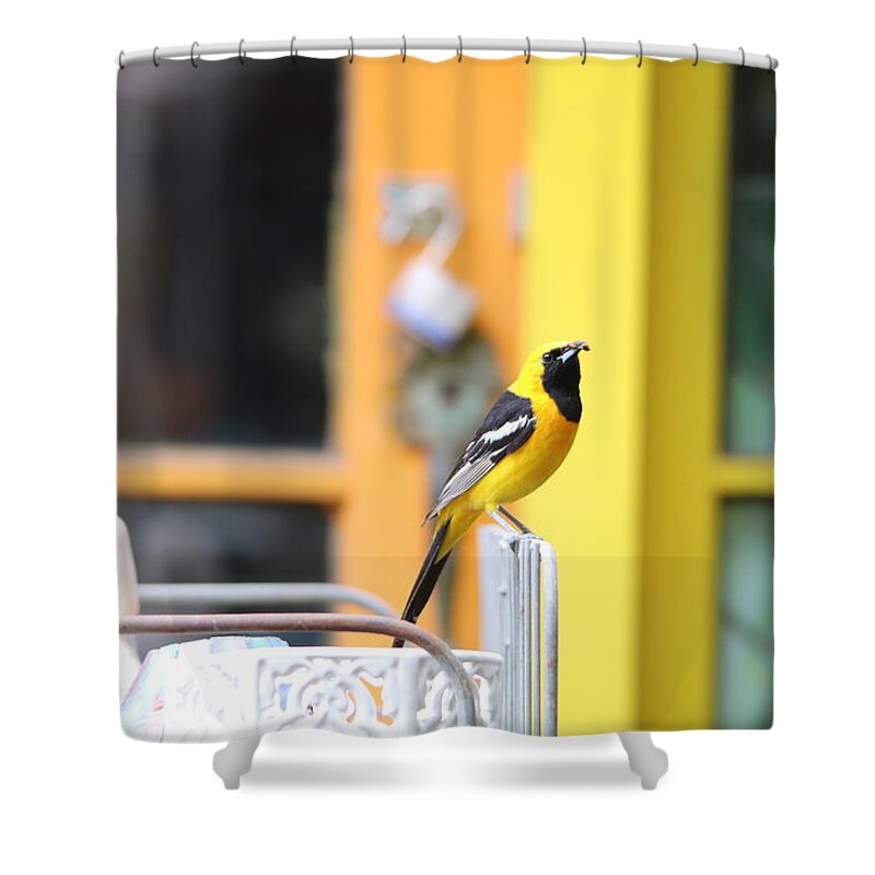 Male Shower Curtain featuring the photograph Hooded Oriole by Perry Hoffman copyright twentytwenty