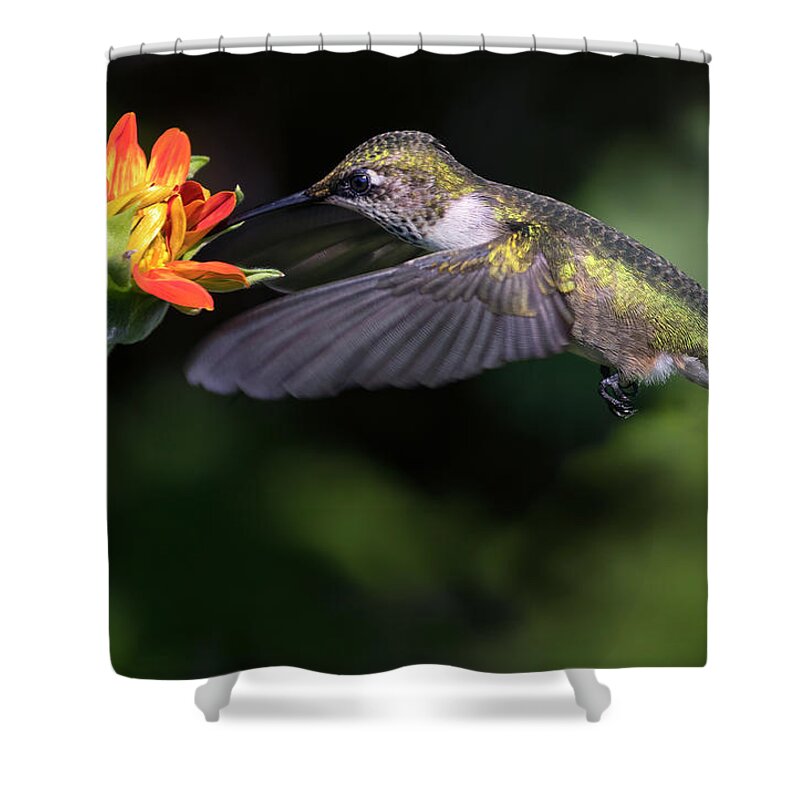 Bird Shower Curtain featuring the photograph Tasty Zinnia by Art Cole