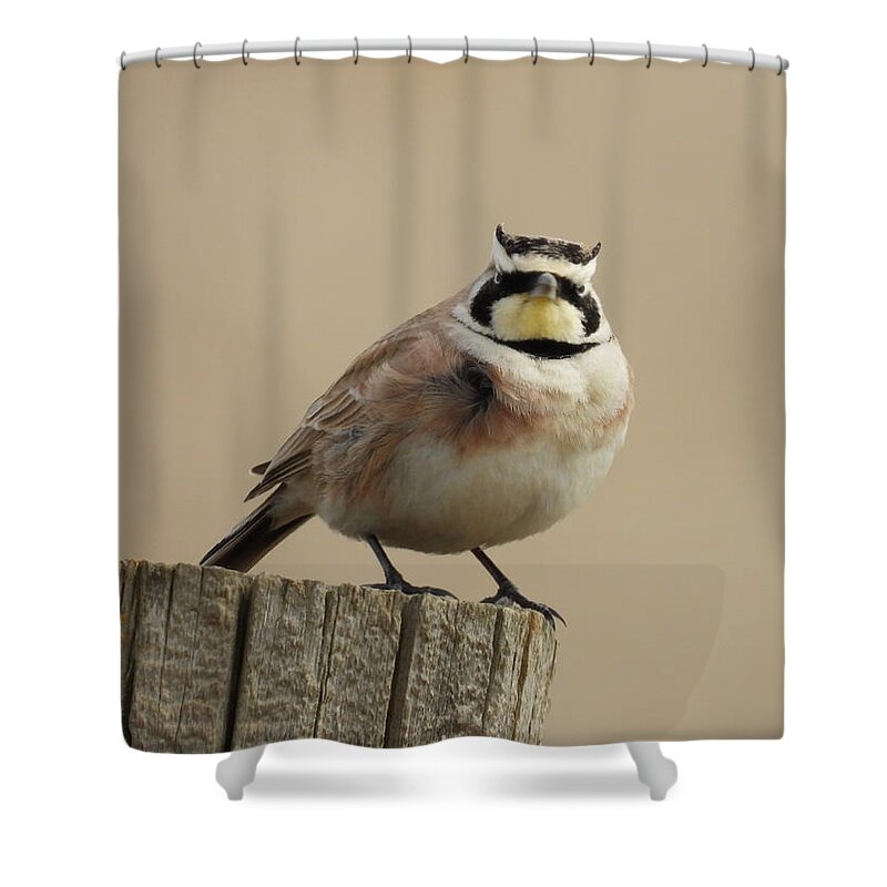 Horned Lark Shower Curtain featuring the photograph Horned Lark by Amanda R Wright