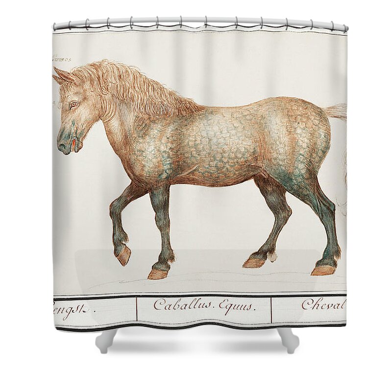 Old Painting Of A Horse Shower Curtain featuring the mixed media Horse by World Art Collective