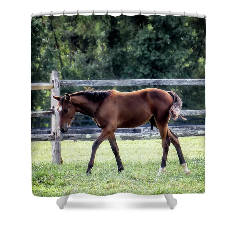 Nature Shower Curtain featuring the photograph Horse Farm Series 1 by Darlene Kwiatkowski