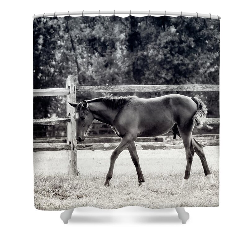 Nature Shower Curtain featuring the photograph Horse Farm Series 2 by Darlene Kwiatkowski