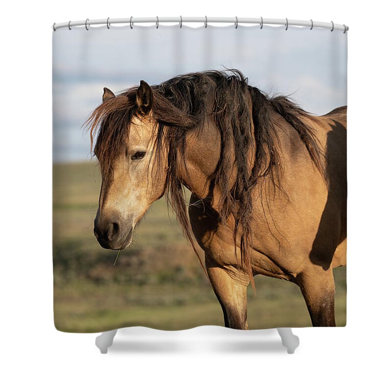 Wild Horses Shower Curtain featuring the photograph Horse on Horse by Mary Hone