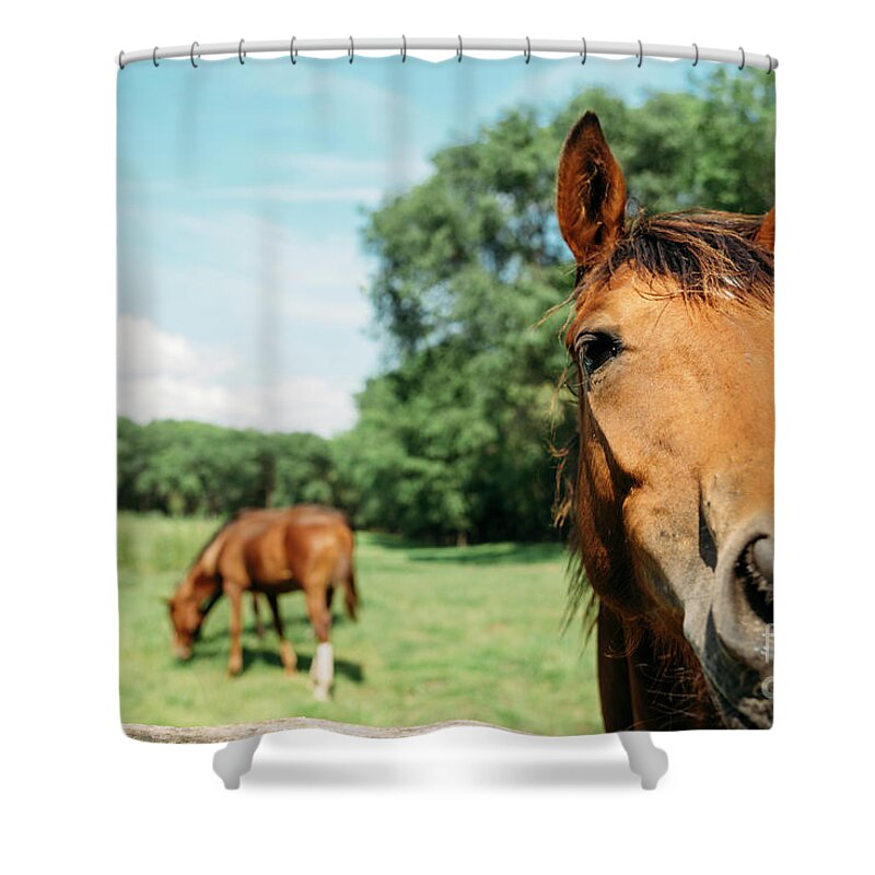 Horse Shower Curtain featuring the photograph Horses in field by Jelena Jovanovic