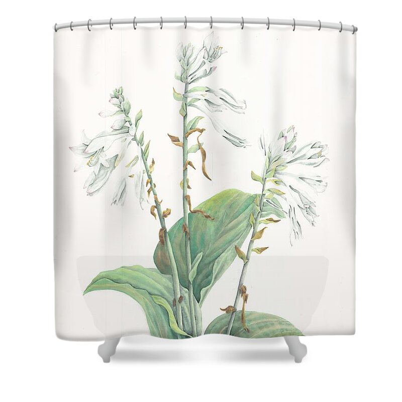 Hosta Shower Curtain featuring the painting Hosta by Albert Massimi