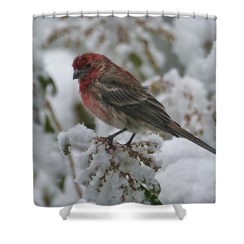 Finch Shower Curtain featuring the photograph House Finch in Snow by Mark Truman