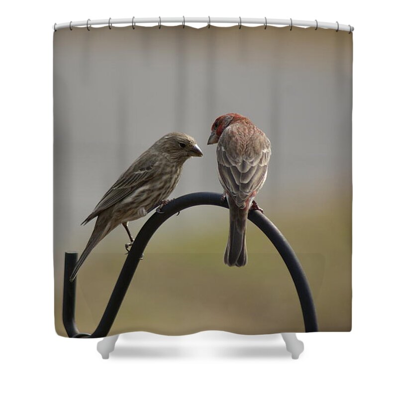  Shower Curtain featuring the photograph House Finch Pair by Heather E Harman