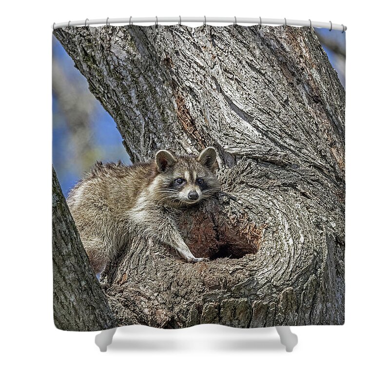 Animal Shower Curtain featuring the photograph House Hunting by Gina Fitzhugh