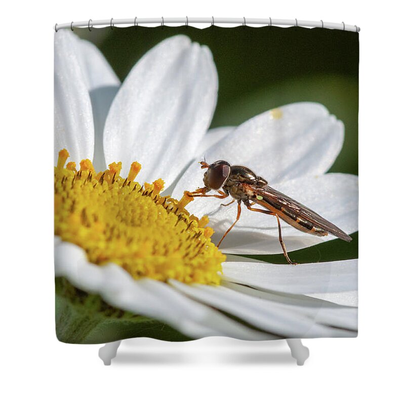 Japanese Anemone Shower Curtain featuring the photograph Hoverfly Feeding by Rob Hemphill
