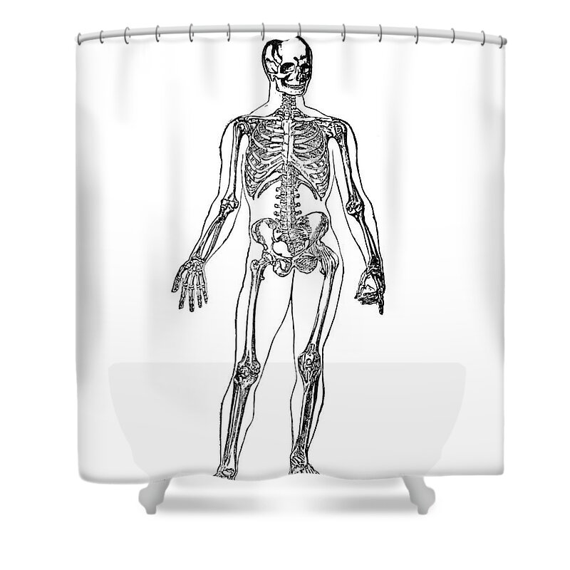 Skeleton Shower Curtain featuring the drawing Human Skeleton Illustration Vintage by Pete Klinger