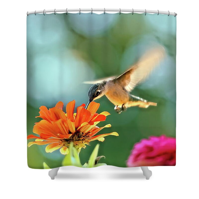 Recent Shower Curtain featuring the photograph Hummer at m zinnias by Geraldine Scull