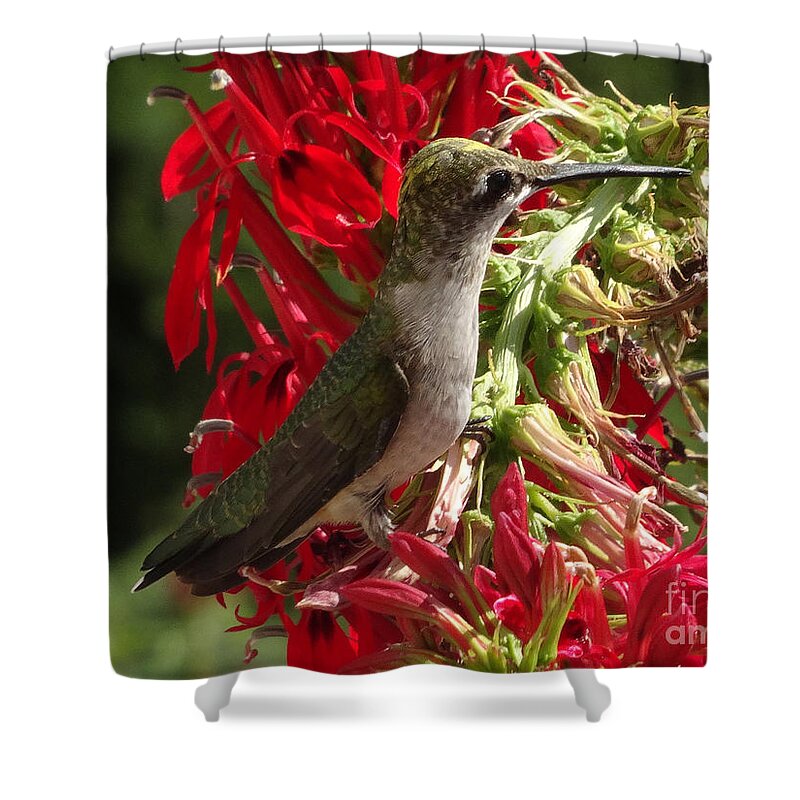 Copyright 2022 By Christopher Plummer Shower Curtain featuring the photograph Hummers Day 2-09 by Christopher Plummer