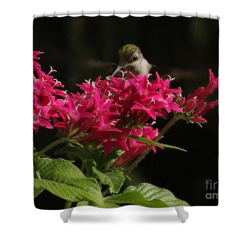 5 Star Shower Curtain featuring the photograph Hummers on Deck- 2-03 by Christopher Plummer