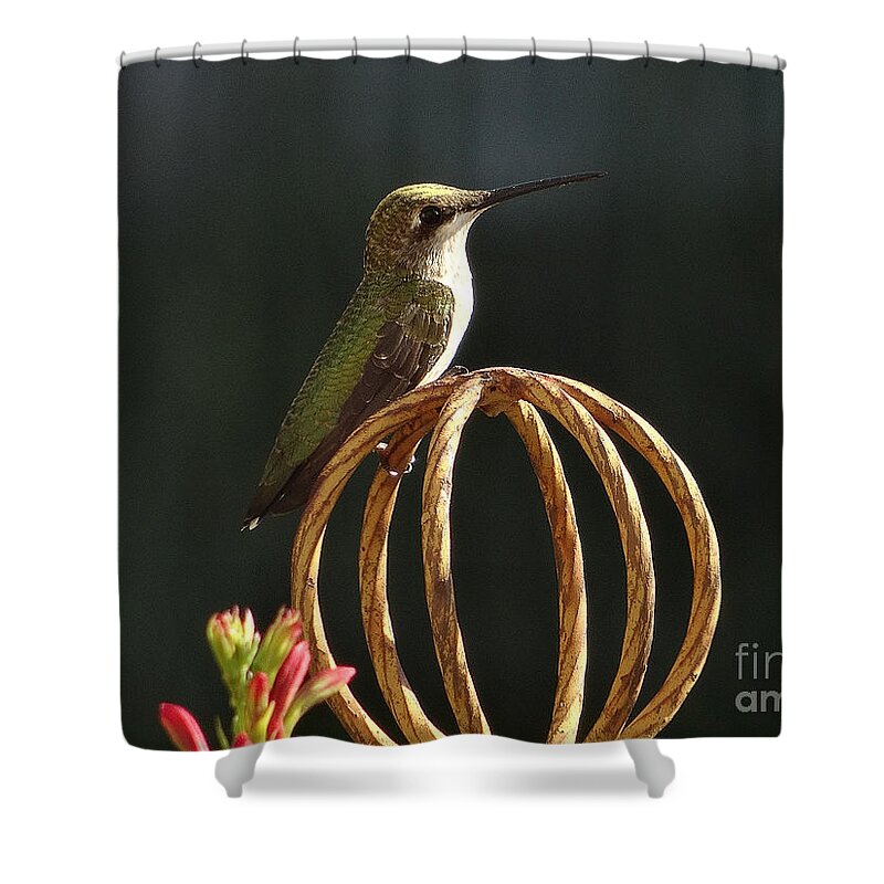 5 Star Shower Curtain featuring the photograph Hummers on Deck- 2-04 by Christopher Plummer