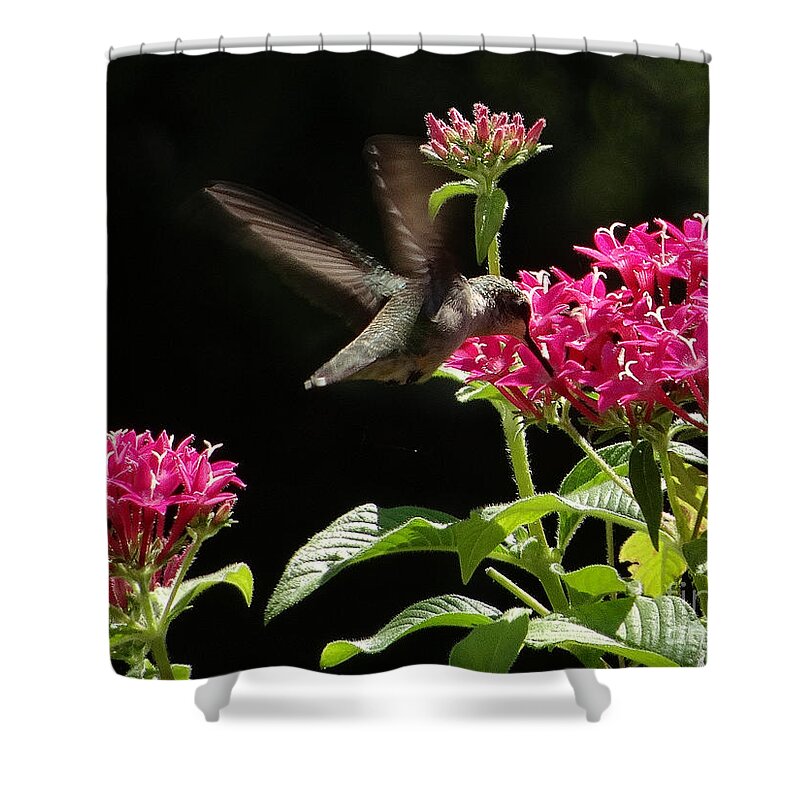 5 Star Shower Curtain featuring the photograph Hummers on Deck- 2-06 by Christopher Plummer
