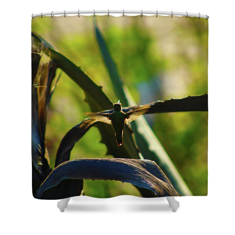 Nature Shower Curtain featuring the photograph Humming Bird at the Beach by Marcus Jones