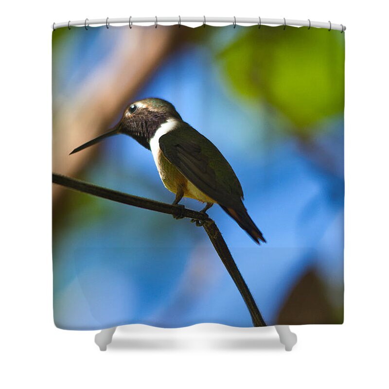 Hummingbird Shower Curtain featuring the photograph Humming Bird Fashion Show 3 by Montez Kerr
