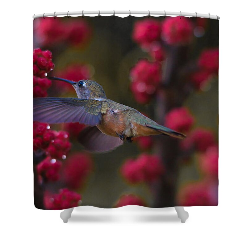 Hummingbird Shower Curtain featuring the photograph Humming bird Pit Stop by Montez Kerr