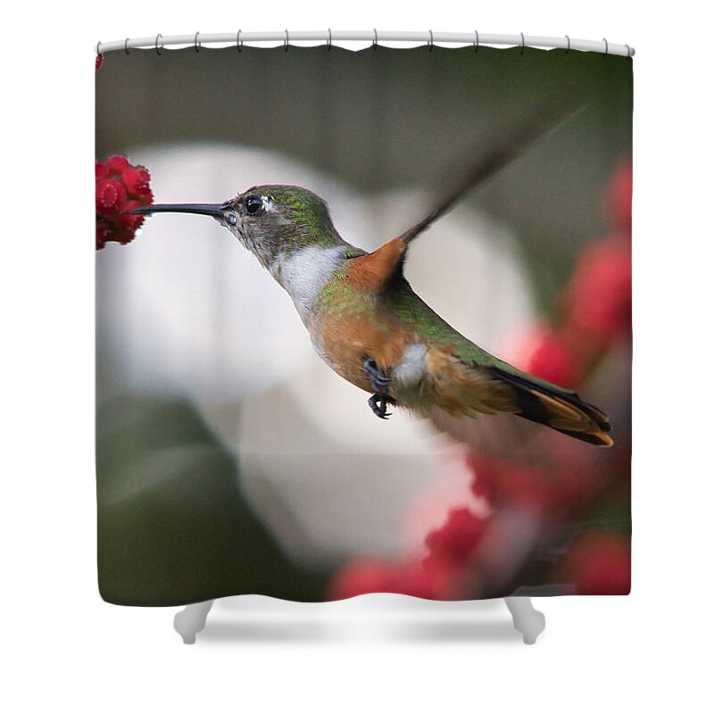 Hummingbird Shower Curtain featuring the photograph Humming Bird taking a sip of nectar by Montez Kerr