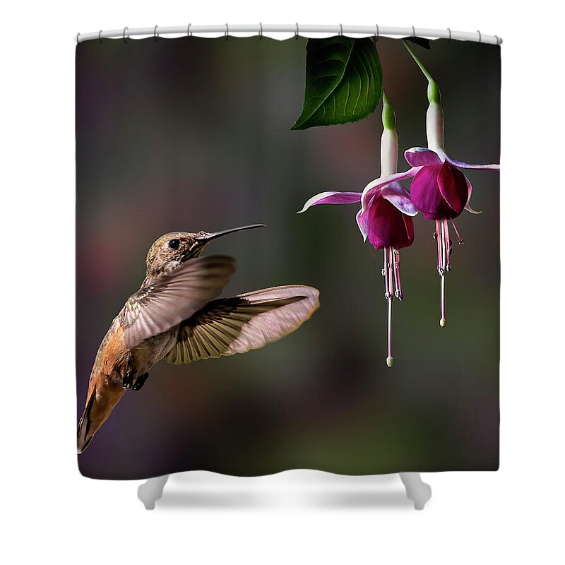 Hummingbird Shower Curtain featuring the photograph Hummingbird and Fuchsias 2 by Endre Balogh