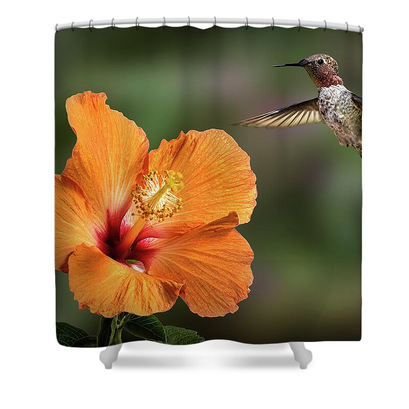Hummingbird Shower Curtain featuring the photograph Hummingbird and Peach Hibiscus by Endre Balogh