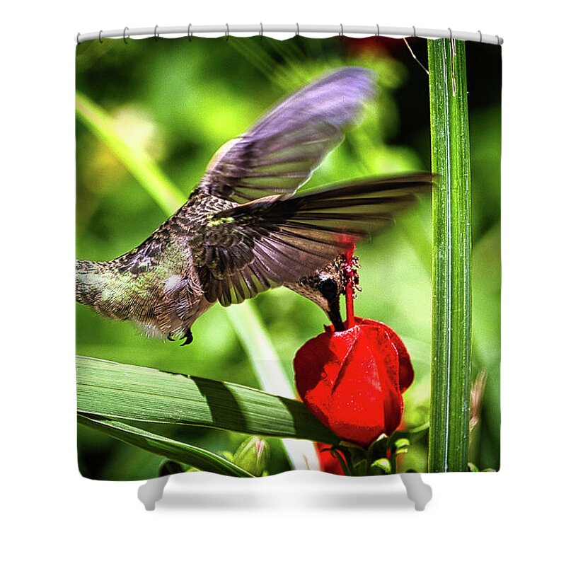 Bird Shower Curtain featuring the photograph Hummingbird In Flight by Rene Vasquez