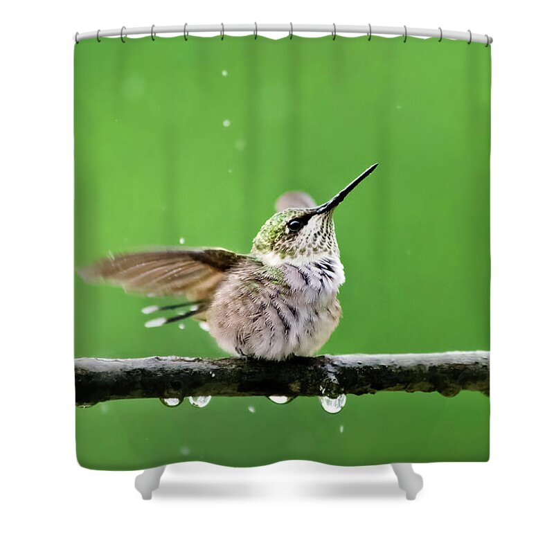 Hummingbird Shower Curtain featuring the photograph Hummingbird In The Rain by Christina Rollo