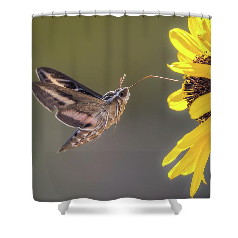 Hyles Lineata Shower Curtain featuring the photograph Hummingbird Moth Gathering Nectar by Debra Martz