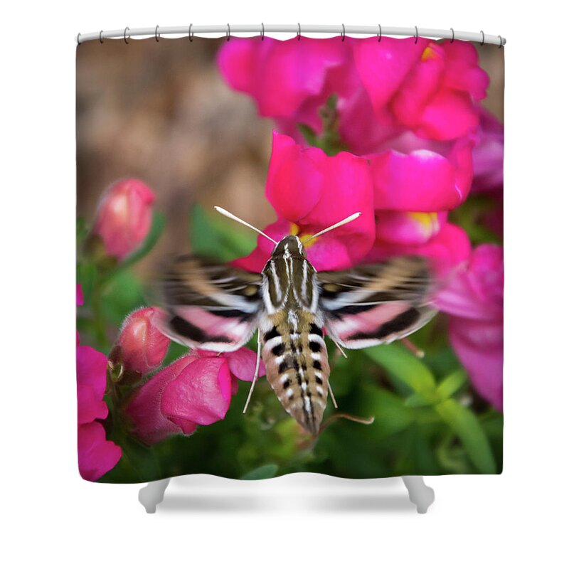 Colorado Flowers Shower Curtain featuring the photograph Hummingbird Moth in Motion by Debra Martz
