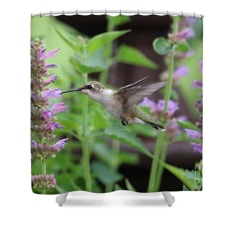 Beautiful Hummingbird Shower Curtain featuring the photograph Hummingbird with Lovely Agastache by Carol Groenen