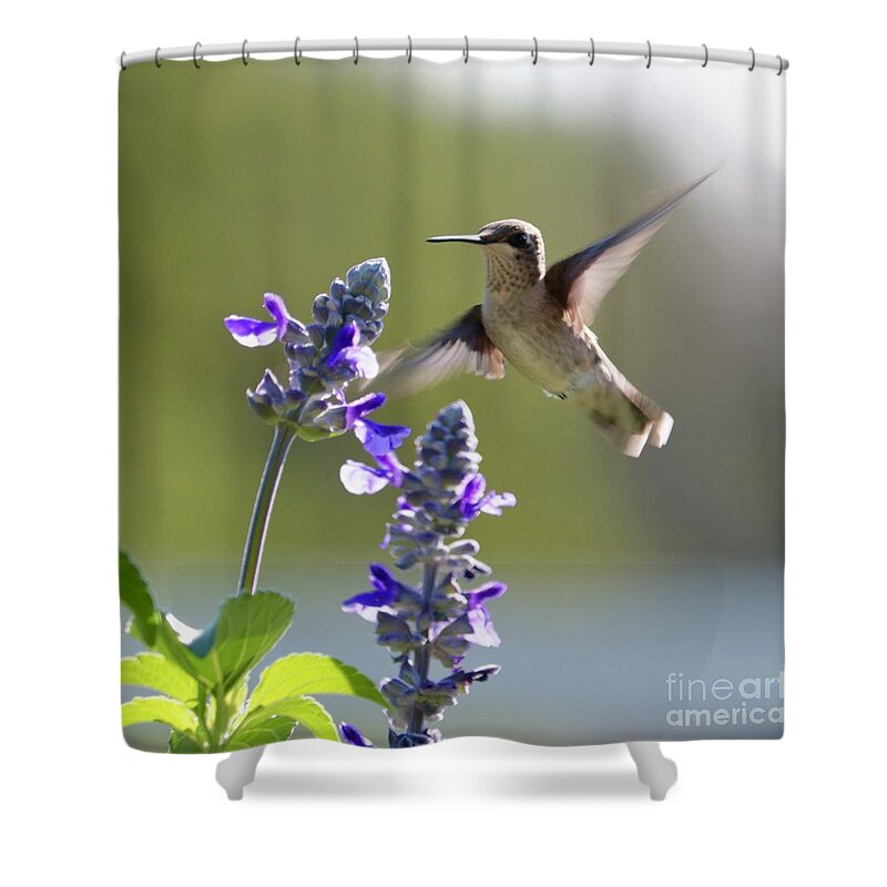 Curious Shower Curtain featuring the photograph Hummmingbird Says Hello by Carol Groenen
